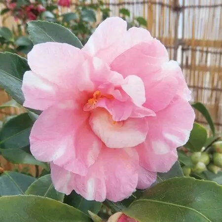 釜無アツモリソウ｜園芸日記byネカタ｜みんなの趣味の園芸｜1249529