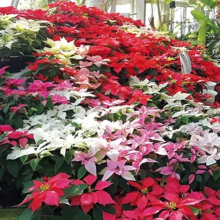 木立性ベゴニア「アキ」｜園芸日記byハナハナハッピー｜みんなの趣味の