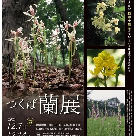 モミの木の新芽｜園芸日記byガーデンPAPA｜みんなの趣味の園芸｜1325673