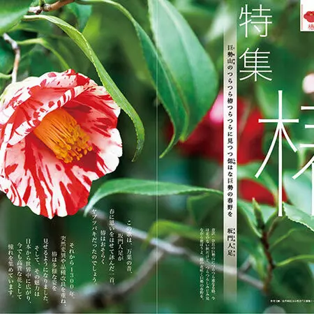 急に咲き出すツバキとサザンカの交雑種『港シリーズ』｜園芸日記