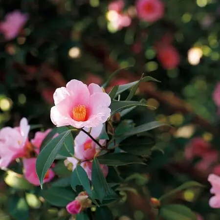 チランジアミスティックシリーズ｜園芸日記by常葉植物園｜みんなの趣味