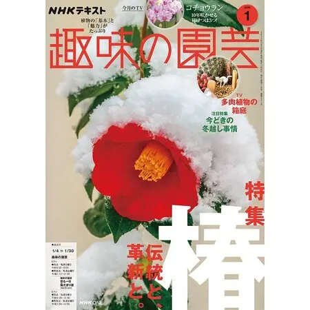 マツバギク（松葉菊）の種類（原種、品種）｜植物図鑑｜みんなの趣味の