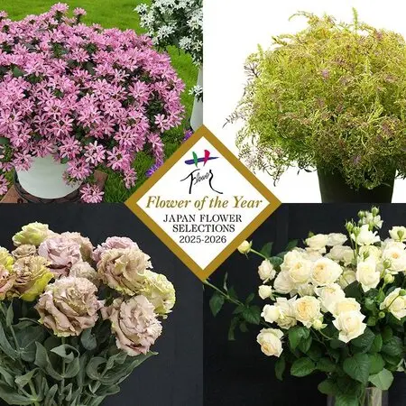 コノフィツム　八重垣姫交配種 コノフィツム'八重垣姫'実生1年苗｜園芸日記byconocono