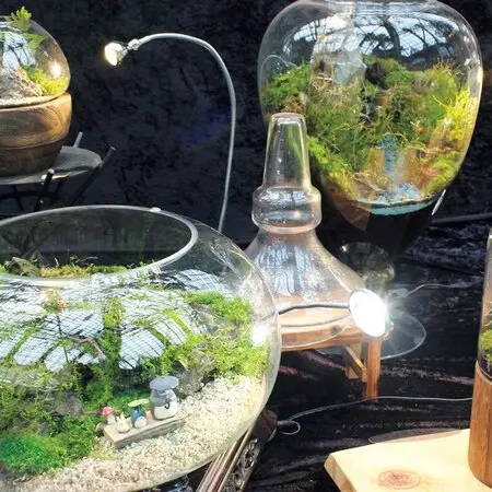 マルバストラムとは｜育て方がわかる植物図鑑｜みんなの趣味の園芸