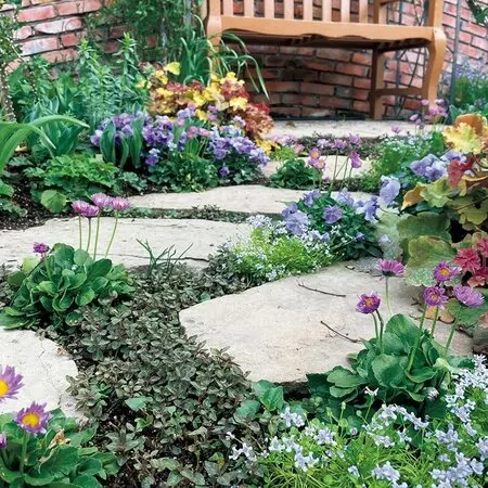 ザツーバージンズ｜園芸日記byこんちゃん｜みんなの趣味の園芸｜535054