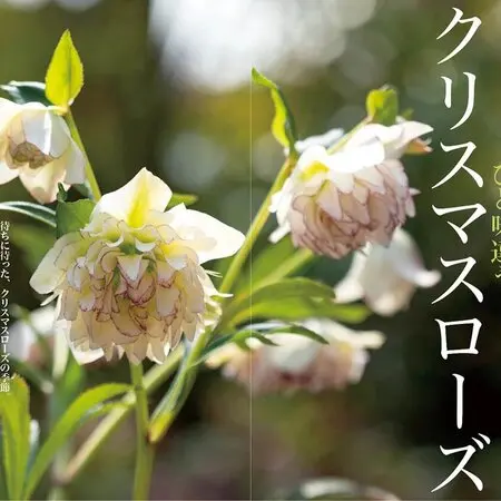 トビシマカンゾウを見に行って来ました。｜園芸日記byえなばーば