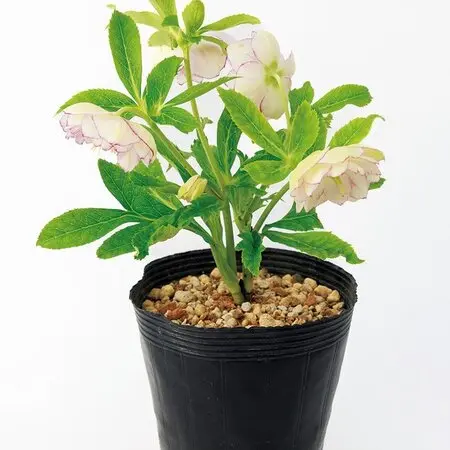 アチャチャイル(ボリビアンマンゴスチン)｜園芸日記by時を越える猫