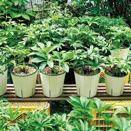 アチャチャイル(ボリビアンマンゴスチン)｜園芸日記by時を越える猫