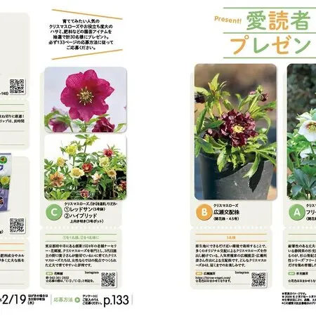 マルバストラムの育て方・栽培方法｜植物図鑑｜みんなの趣味の園芸