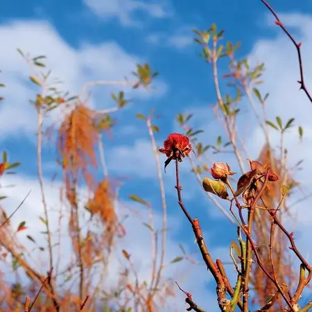 マルバストラムとは｜育て方がわかる植物図鑑｜みんなの趣味の園芸