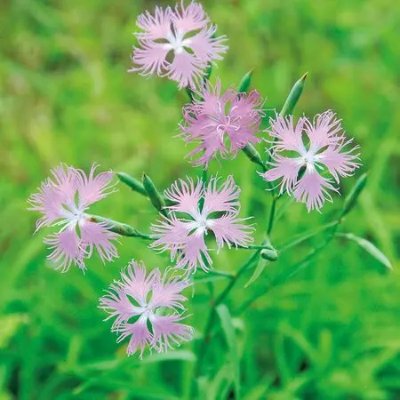 ブーゲンビレアの育て方・栽培方法｜植物図鑑｜みんなの趣味の園芸