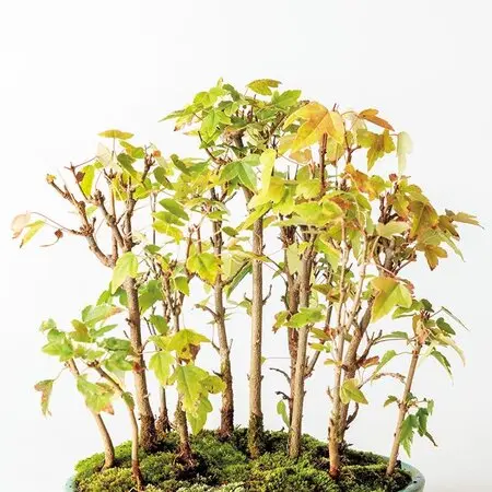 トビシマカンゾウを見に行って来ました。｜園芸日記byえなばーば