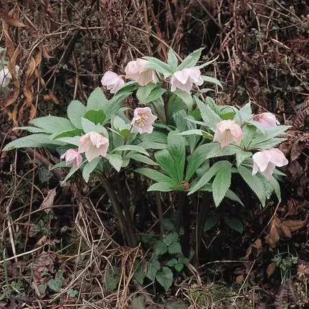 マルバストラム   確認用です（╹◡╹）♡ 楽天市場】マルバストラム : おぎはら植物園