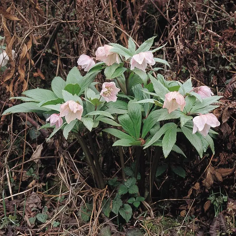 幻の花 ヘレボルス・チベタヌス〉クリスマスローズの可能性を探る