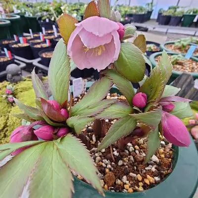 幻の花 ヘレボルス・チベタヌス〉クリスマスローズの可能性を探る