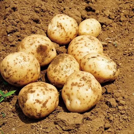 コノフィツム'八重垣姫'実生1年苗｜園芸日記byconocono