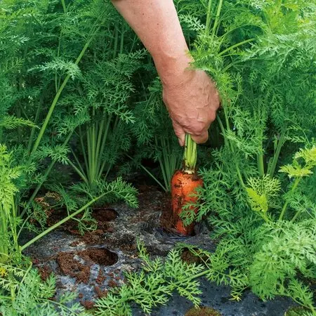 オペルクリカリアパキプスについて質問です。実生苗を購入し｜園芸