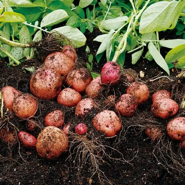 プランター菜園｜記事｜みんなの趣味の園芸