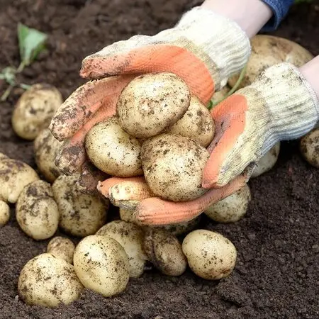 マルバストラムとは｜育て方がわかる植物図鑑｜みんなの趣味の園芸