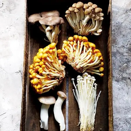 ザツーバージンズ｜園芸日記byこんちゃん｜みんなの趣味の園芸｜535054