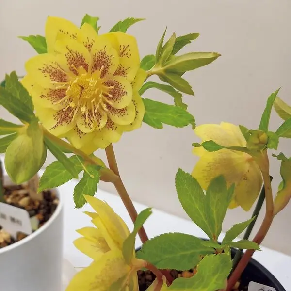 真冬に楽しめる一面のアイスチューリップ！ふなばしアンデルセン公園