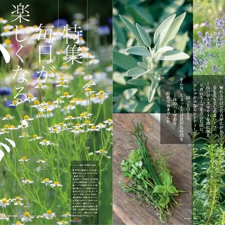 菊の冬至芽｜園芸日記byシミケン｜みんなの趣味の園芸｜1027887