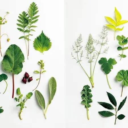 アケビの蔓を採る｜園芸日記byお散歩カメ吉｜みんなの趣味の園芸｜199126