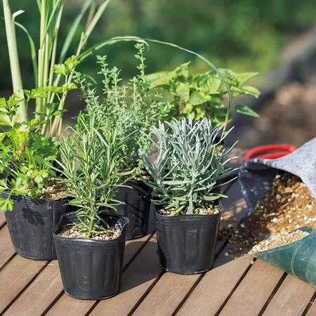 ドウダンツツジとは｜育て方がわかる植物図鑑｜みんなの趣味の園芸