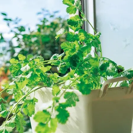 菊の冬至芽｜園芸日記byシミケン｜みんなの趣味の園芸｜1027887