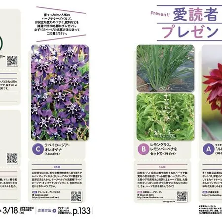 加藤農園さんの超多弁花完全八重咲き｜園芸日記byさいちぇん｜みんなの