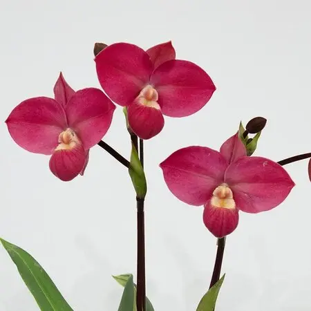 クリスマスローズと水仙が咲く庭①｜園芸日記byこんちゃん｜みんなの