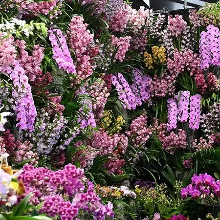 マルバストラムとは｜育て方がわかる植物図鑑｜みんなの趣味の園芸