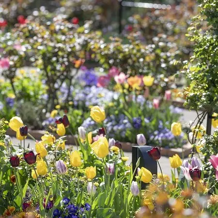 加藤農園さんのかぐや姫です。香りのあ「クリスマスローズ2020〜21