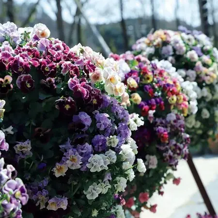 原種シクラメンコルチカム｜園芸日記byマンダル｜みんなの趣味の園芸