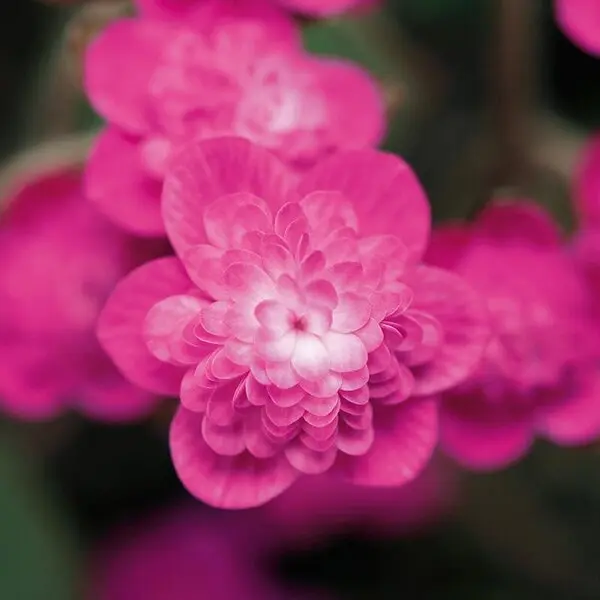 クリスマスローズの世界展2026～魅惑の花たちの宴～」池袋