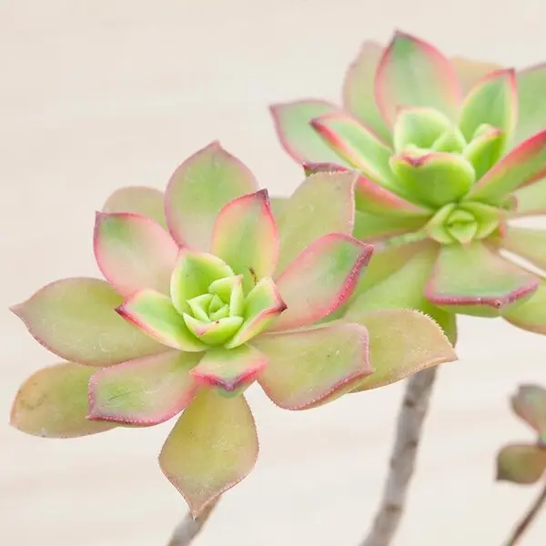 アエオニウムの育て方・栽培方法｜植物図鑑｜みんなの趣味の園芸（NHK