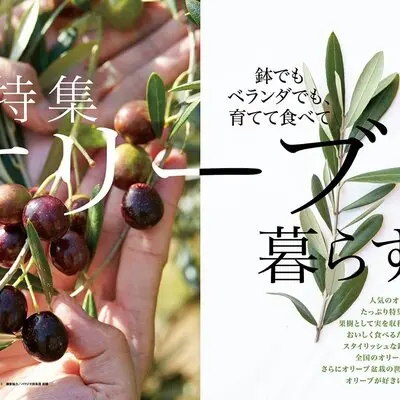 鉢でもベランダでも、育てて食べて オリーブと暮らす──好評発売中