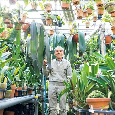 インドゴムノキ（フィカス・エラスティカ）の育て方・栽培方法｜植物