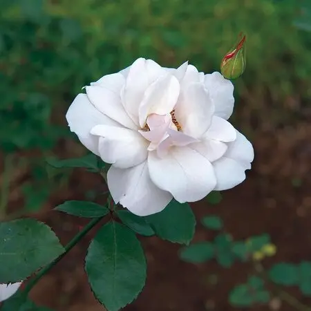 エビネ（夏咲き）とは｜育て方がわかる植物図鑑｜みんなの趣味の園芸