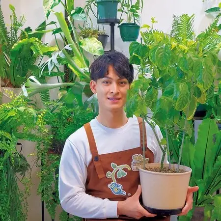 観葉植物　シンピジューム　グリーンサワー シンビジウム『グリーンサワーフレッシュ』「蘭（2021年冬〜)」の