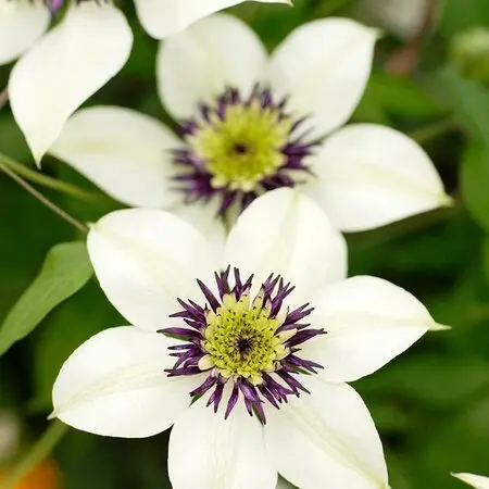 タマノカンアオイ(多摩の寒葵) ウマノ「山野草」のアルバム