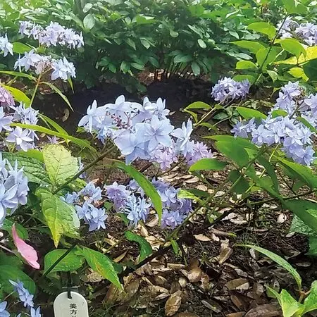 ハマる珍奇植物！ケープバルブって？ 見た目はユニーク、でも意外と