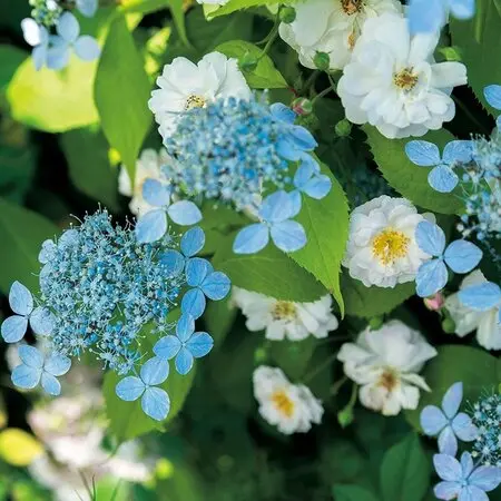 タケノコ蘭が咲きました🌼｜園芸日記by塔ノ岳｜みんなの趣味の園芸