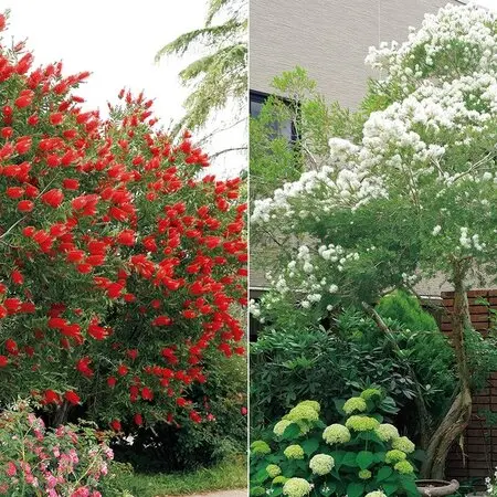 グラジオラス（夏咲き）とは｜育て方がわかる植物図鑑｜みんなの趣味の