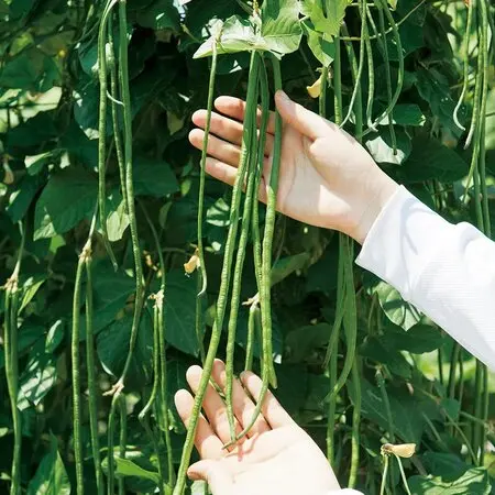 植物学ラテン語辞典｜園芸日記by紙魚淑女｜みんなの趣味の園芸｜55153