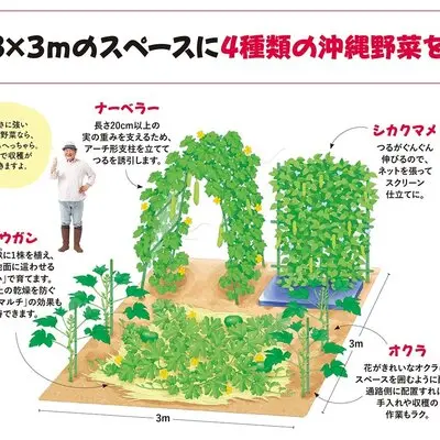 3×3mのスペースで猛暑に負けない「沖縄野菜ガーデン」を作ろう｜記事