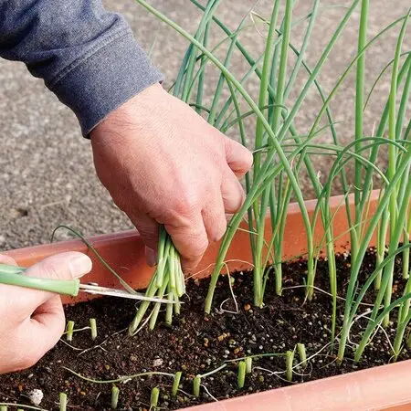 三年前、家の側の植え込みに生えてきました。葉っぱが艶々して