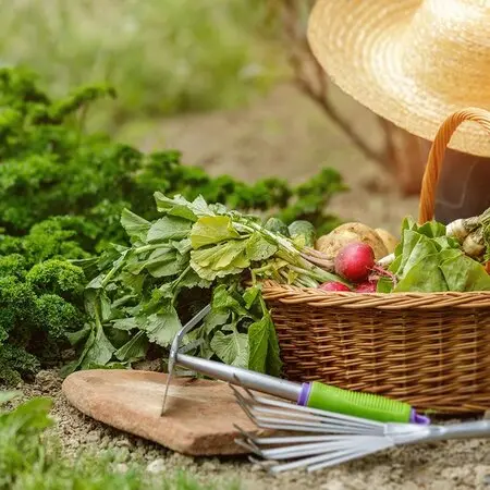 カラスノエンドウの強化種、大量３千粒＋プティ粗品＋全国匿名送料無料、同梱可能です カラスノエンドウ｜園芸日記byしろりん｜みんなの趣味の園芸｜158906
