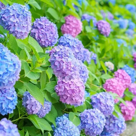 ヒメシャラの種類（原種、品種）｜植物図鑑｜みんなの趣味の園芸（NHK