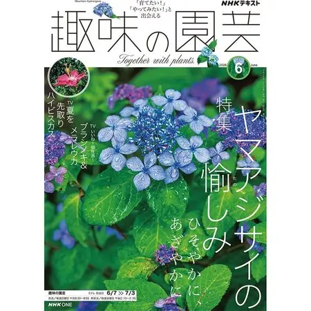 クリスマスローズ　認定！かぐや姫　加藤農園 加藤農園さんのかぐや姫です。香りのあ「クリスマスローズ2020〜21